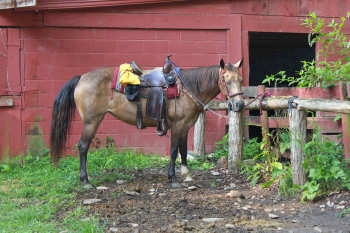 Gypsy, the Missouri fox trotter, who taught me a thing about gaited horses.